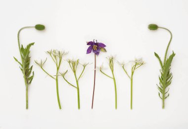Kartondaki çeşitli bitkiler sıraya dizilir ve arka planda hafif kağıt üzerine otlar serilir..