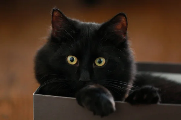 Adorable Chat Assis Dans Boîte Noire — Photo
