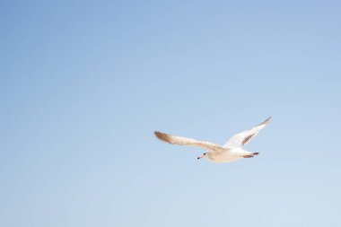 Kuş, bulutlarla mavi bir arka planda okyanusun üzerinde uçar.
