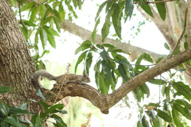Palmiye ağacında küçük bir sincap. 