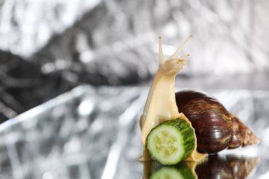 Büyük Achatina salyangozu ve salatalık dilimi gri bir arka planda izole edilmiş..