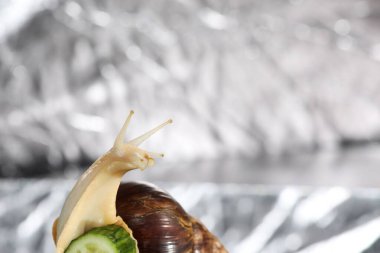 Büyük Achatina salyangozu ve salatalık dilimi gri bir arka planda izole edilmiş..