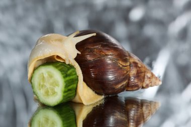 Büyük Achatina salyangozu ve salatalık dilimi gri bir arka planda izole edilmiş.