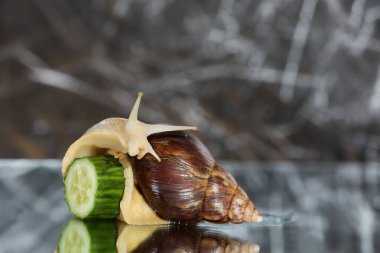 Büyük Achatina salyangozu ve salatalık dilimi gri bir arka planda izole edilmiş.