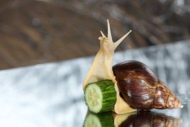 Büyük Achatina salyangozu ve salatalık dilimi gri bir arka planda izole edilmiş.