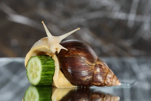 Big Achatina Snail Cucumber Slice Isolated Grey Background — Stock Photo, Image