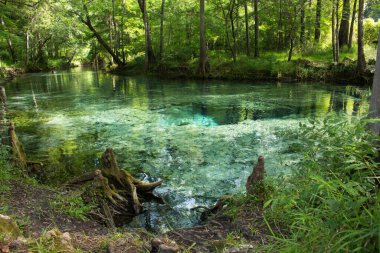 Orman ağaçları nehirde yansıyor.