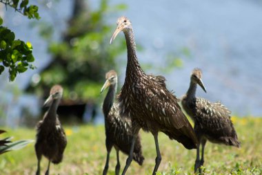 Göl parkında bir grup kuş.