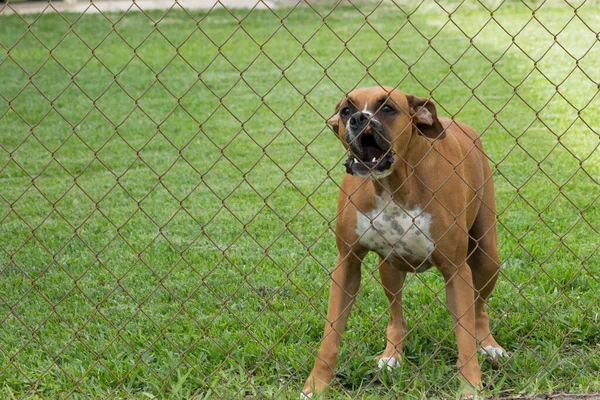 Köpek çitin arkasındaki parkta havlıyor.