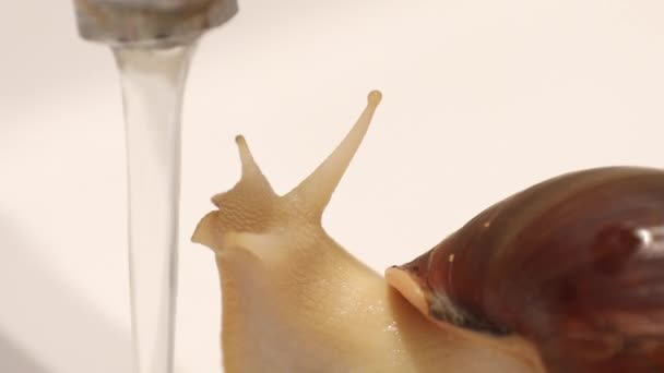 Gros Escargot Dans Les Filles Mains Prendre Une Douche — Video