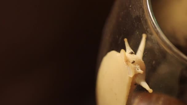 gros escargot rampe sur verre d'aquarium 
