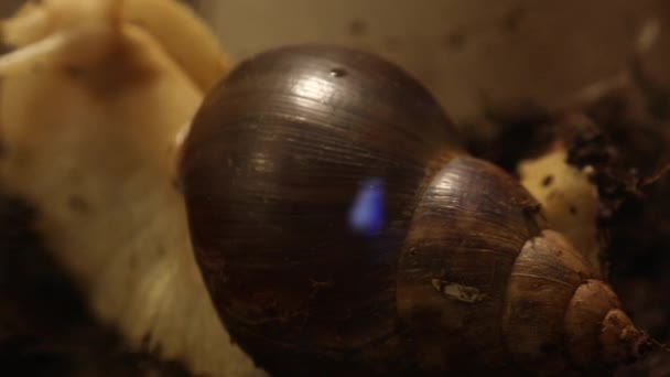 Große Schnecke Krabbelt Auf Aquariumglas — Stockvideo