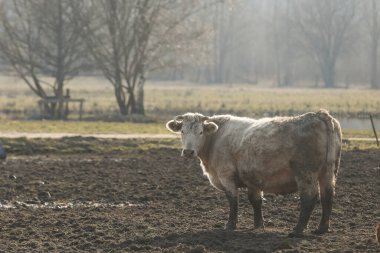 Dağınık bir arazide beyaz ve kızıl bir ineğin portresi. Evcil hayvan.