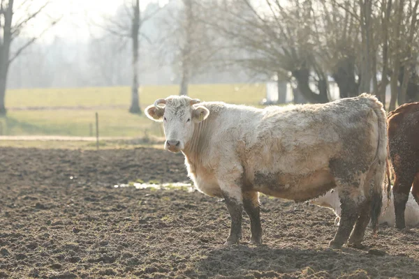 portrait of a white and ginger cow in a field in a mess. Domestic animal