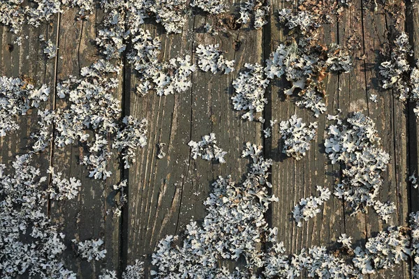 Mech Dřevěné Lavičce Slunci Dřevěné Pozadí Abstrakt — Stock fotografie