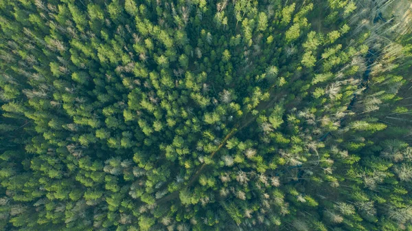 Drone Uitzicht Het Groene Bos Zicht Het Nationale Park Met — Stockfoto