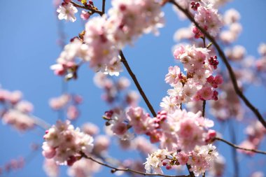 Güneşli bir günde bahar sakura çiçeği. Sakura çiçekleri açar.. 
