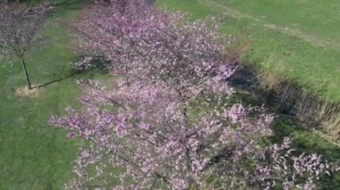 Güneşli bir günde bahar sakura çiçeği. Sakura çiçekleri açar. Hava manzarası