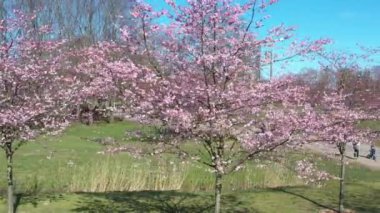 Güneşli bir günde bahar sakura çiçeği. Sakura çiçekleri açar. Hava manzarası
