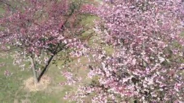 Güneşli bir günde bahar sakura çiçeği. Sakura çiçekleri açar. Hava manzarası