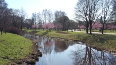 Güneşli bir günde bahar sakura çiçeği. Sakura çiçekleri açar. Nehirli bir parkta hava manzarası.