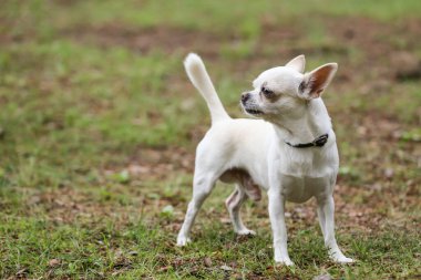 Parkta yürüyen küçük beyaz köpek..