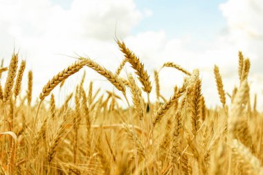 Spikelets kış buğday (Triticum L.)