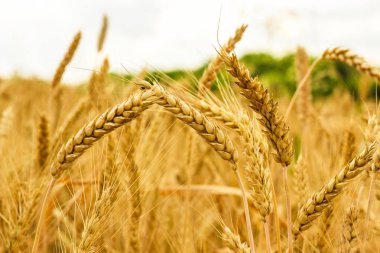 Spikelets kış buğday (Triticum L.)
