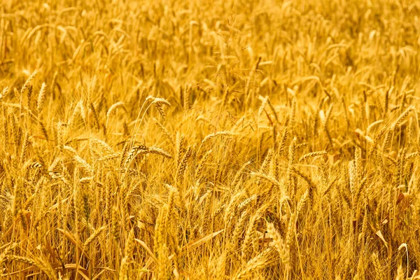 Колючки озимой пшеницы (Triticum L .) — стоковое фото