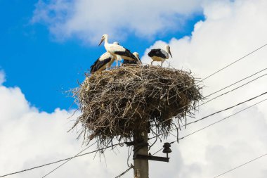Beyaz leylek (Ciconia ciconia ailesi)