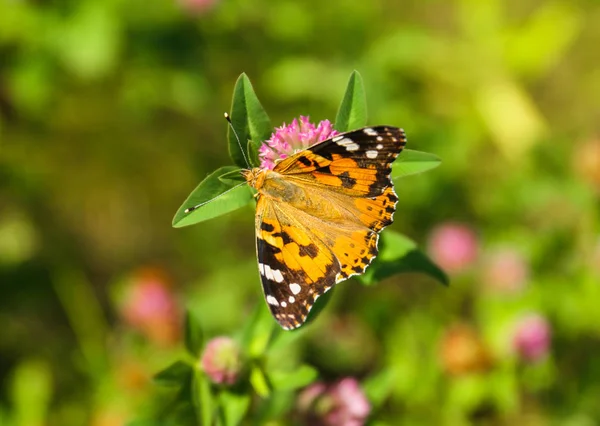Pillangó fajta dory (Tarkalepkefélék) — Stock Fotó