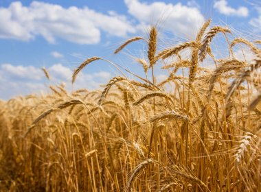 Spikelets kış buğday (Triticum L.)