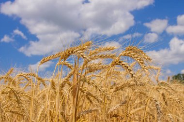 Spikelets kış buğday (Triticum L.)