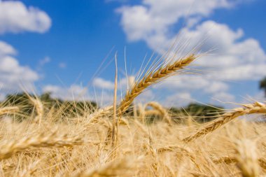 Spikelets kış buğday (Triticum L.)