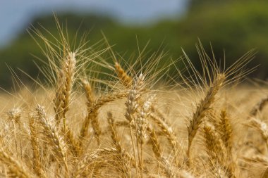 Spikelets kış buğday (Triticum L.)