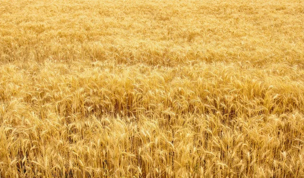 Колючки озимой пшеницы (Triticum L .) — стоковое фото