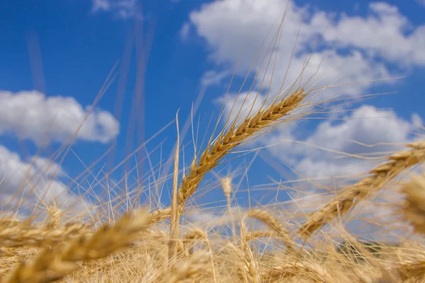 Колоски озимої пшениці ( Triticum L .) — стокове фото