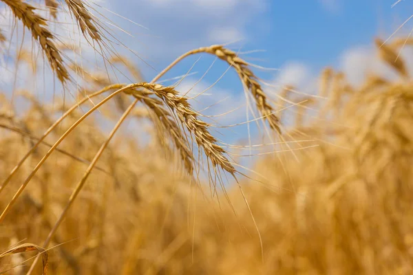 Klásky ozimé pšenice (Triticum L.) — Stock fotografie