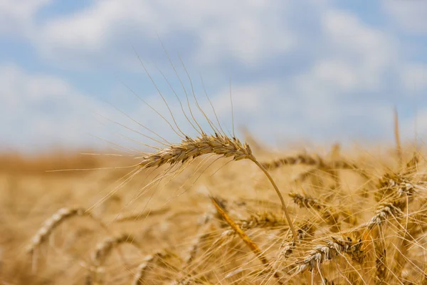 Spikelets kış buğday (Triticum L.) — Stok fotoğraf
