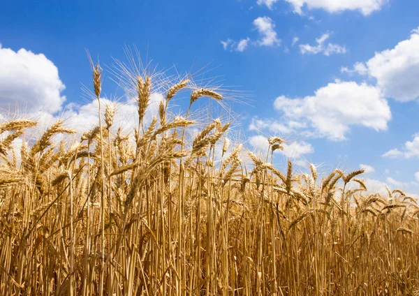Spikelets kış buğday (Triticum L.)