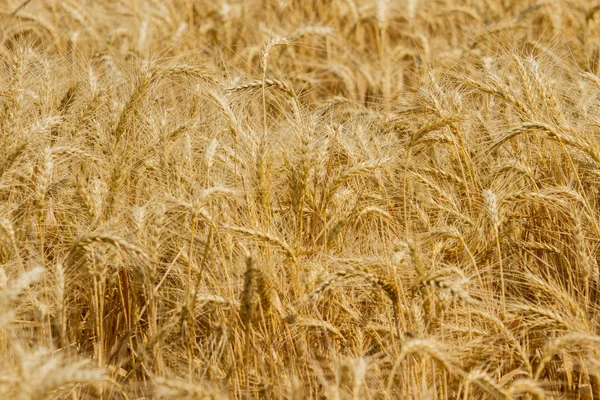 Колючки озимой пшеницы (Triticum L .) — стоковое фото