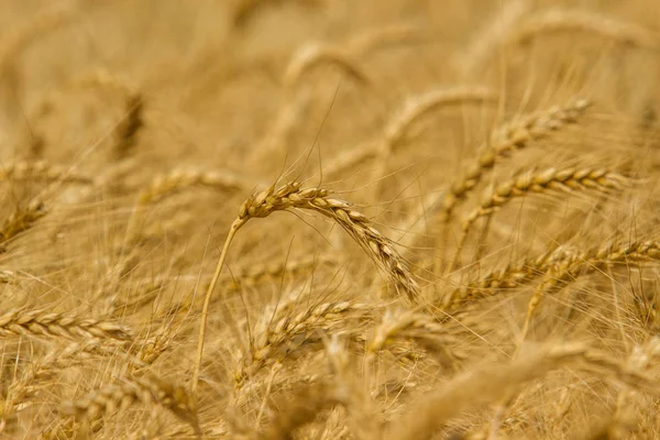 Колючки озимой пшеницы (Triticum L .) — стоковое фото