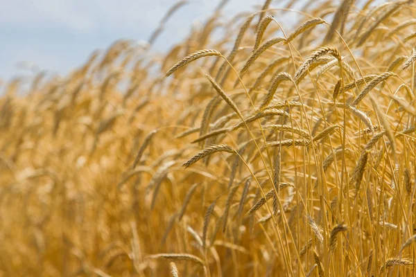 Колючки озимой пшеницы (Triticum L .) — стоковое фото