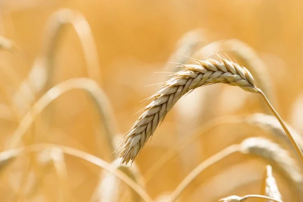 Spikelets kış buğday (Triticum L.) — Stok fotoğraf