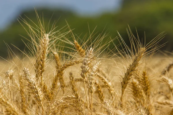 Колоски озимої пшениці ( Triticum L .) — стокове фото
