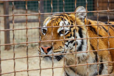 Kaplanı (panthera tigris)