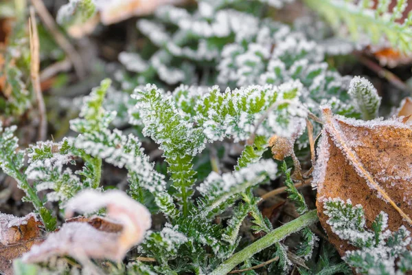 ポルタヴァ ウクライナ 緑の草で覆われている 朝の霜の後 — ストック写真