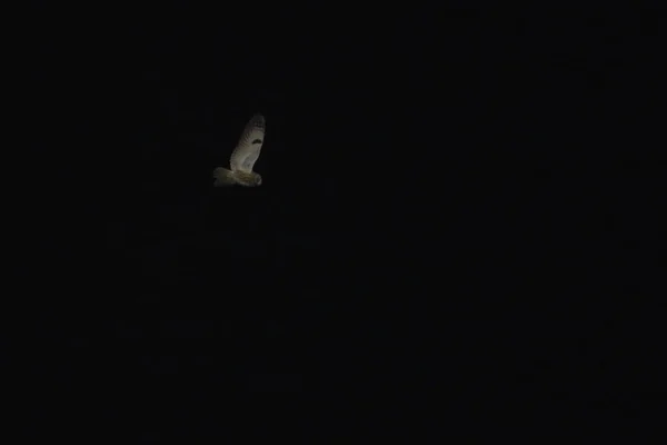 Owl flies in the night sky