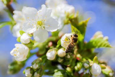 Kiraz ağacı (Cerasus) nektar hasat sırasında arı (Anthophila)