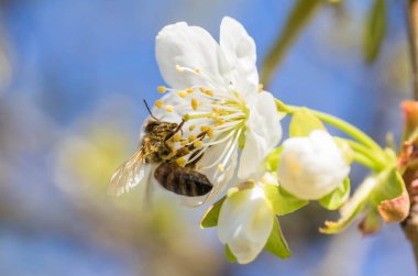 Kiraz ağacı (Cerasus) nektar hasat sırasında arı (Anthophila)
